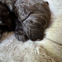 Labrador Retriever and Portuguese Water Dog Puppies from Hilltop Portuguese Water Dogs