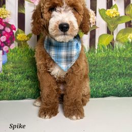 Spike - Red  male Goldendoodle puppy in Pocasset, Massachusetts from Mini Goldendoodles of Cape Cod
