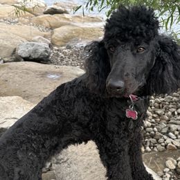 Poodles from Robinsnest Poodles