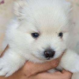 June - White female Pomsky puppy in Spring Hill, Florida from www.PuppyTimeEmporium.com