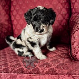 Bordoodle and Labradoodle Puppies from Howdy Doodles