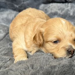Cavapoos from Hamann's Cavapoo Puppies