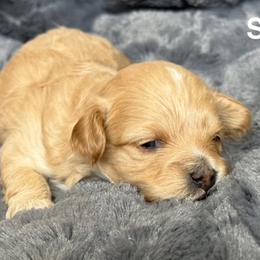 Cavapoos from Hamann's Cavapoo Puppies