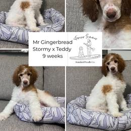 Gingerbread - Parti male Poodle puppy in Ocean Springs, Mississippi from Forever Summer Standard Poodles