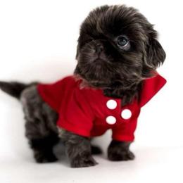 Dodo - Sable male Shih Tzu puppy in League City, Texas from Divine Pups