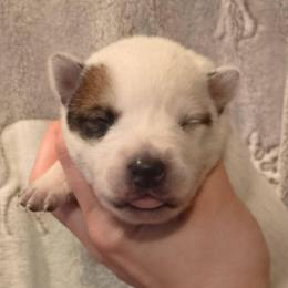 Boy 1 - Red speckled male Australian Cattle Dog puppy in Mena, Arkansas from Red Desert Australian Cattle Dogs
