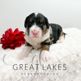 Fenway - Blue merle male Bernedoodle puppy in Baroda, Michigan from Great Lakes Bernedoodles