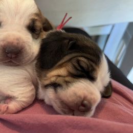 Basset Hound Puppies from Blessed Bassets