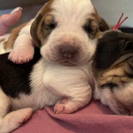 Basset Hound Puppies from Blessed Bassets