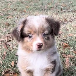 Paprika - Red merle Miniature Australian Shepherd puppy in Paris, Texas from Kuttin’ Up Mini Aussies