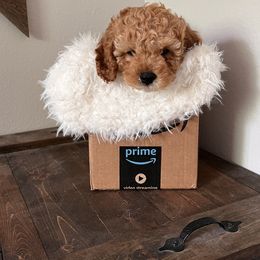 "Male cavapoo ready now!!" Cavapoo Puppies from Freckles Family Cavapoos