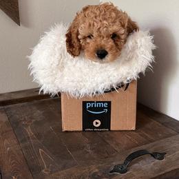 "Male cavapoo ready now!!" Cavapoo Puppies from Freckles Family Cavapoos