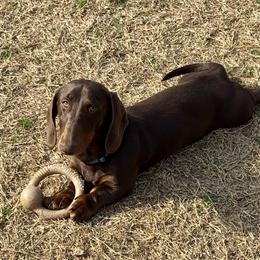 Dudley - Dachshund