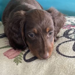 Dachshund Puppies from Sissy’s Miniature Dachshunds