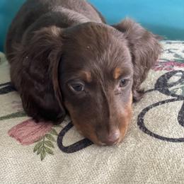 Dachshund Puppies from Sissy’s Miniature Dachshunds