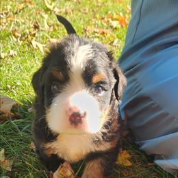 Charlie - Black rust and white male Bernese Mountain Dog puppy in Auburn, Indiana from Swamp Creek Berners