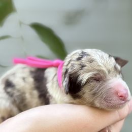 Giada - White and red merle female Bordoodle puppy in Creston, Ohio from Borders of Eby Eden