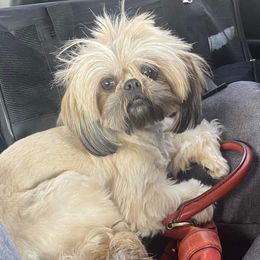 Dixie - Shih Tzu