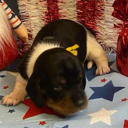 CAMI. CKC FULL RIGHTS - Black and cream female Dachshund puppy in Elizabethtown, Kentucky from Teeny Tiny Puppy Tails