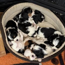 Cavalier King Charles Spaniel puppies from CreekSong Farm Companions