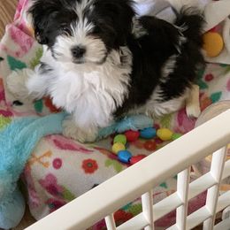Biewer Terrier, Chinese Crested, and Havanese Puppies from Meadowview Havanese