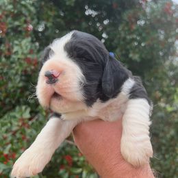 Boy 1 - male English Springer Spaniel puppy in Jamestown, Kentucky from Waterworks Springers