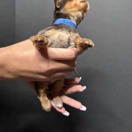 Yorkshire Terrier Puppies from A yorkie palace