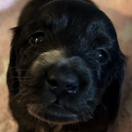 Adah - Black female Dachshund puppy in Lubbock, Texas from Wagging Tails