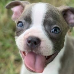 Boston Terriers from Fort Snorts Boston terriers