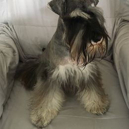 Miniature Schnauzer Puppies from Crown Point Miniature Schnauzers