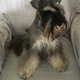 Miniature Schnauzer Puppies from Crown Point Miniature Schnauzers