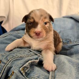 Bootcut - Red merle male Australian Shepherd puppy in Bumpass, Virginia from Glitterati Australian Shepherds