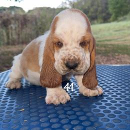 MC 41 - Red and white male Basset Hound puppy in Conway, Missouri from Ozark Mountain Kennel