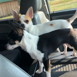 Chihuahua All Grown Up from Roodhaus Chihuahuas
