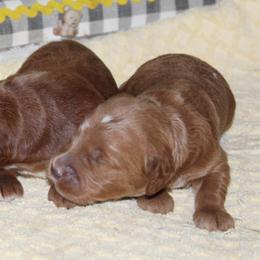Last pick of two boys is available - Apricot male Goldendoodle puppy in Carnesville, Georgia from Mustard Seed Ranch Goldendoodles