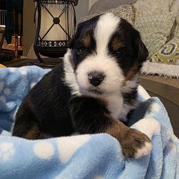 Miniature American Shepherd Puppies from All About Me Miniature American Shepherds