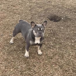 French Bulldog All Grown Up from Sweetheart French Bulldogs