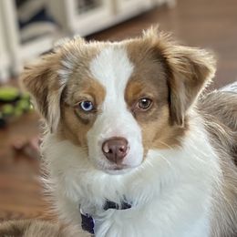 Tiny  - Toy Australian Shepherd