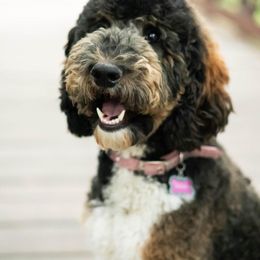 "Brandi" Bearded Retriever, Bernedoodle, and Poodle Puppies from Doodle Belle Puppy