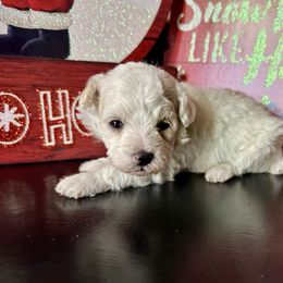 Chance - White male Poodle puppy in Adolphus, Kentucky from Deerly Poodles