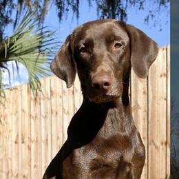 Iris - Labrador Retriever