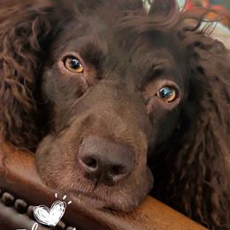 Marlee - Boykin Spaniel