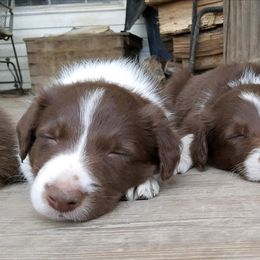 Border Collies from Spice of Life Border Collies