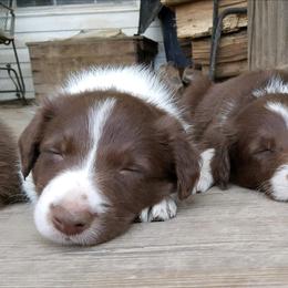 Border Collies from Spice of Life Border Collies