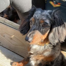 Dachshunds and French Bulldogs from Jessica's French Bulldogs and Dachshunds