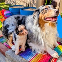 Starlit - Blue merle female Australian Shepherd puppy in Arlington, Texas from Firelight Australian Shepherds