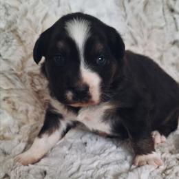 Black tri - Black tri-color female Australian Shepherd puppy in Sioux Falls, Sd Area, South Dakota from Diamond Aussies N the Rough