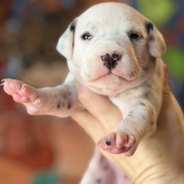 Male 2 - White and black male Dalmatian puppy in Lake Mathews, California from Bully Market