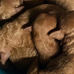 Girl 1 - female Poodle puppy in Colerain, North Carolina from Lisa's Poodles