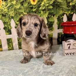 Boy 2 - Dapple male Dachshund puppy in Lakeland, Florida from Ruthie’s Rich Mini Dachshunds
